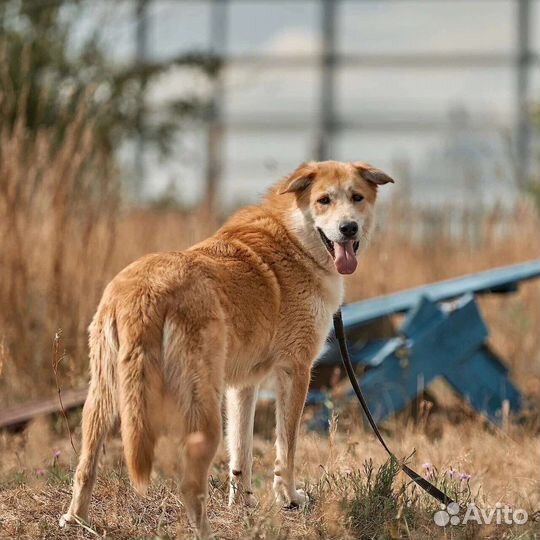 Собака в добрые руки