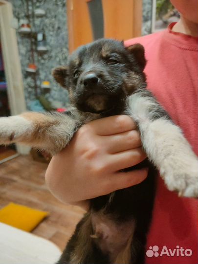 Щенки бесплатно