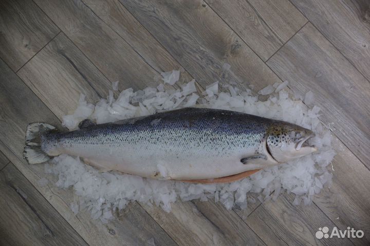 Форель опт и розница