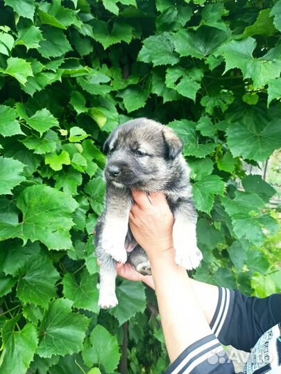 Отдам в добрые руки