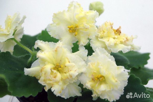 Детки сортовой фиалки Mellow Yellow