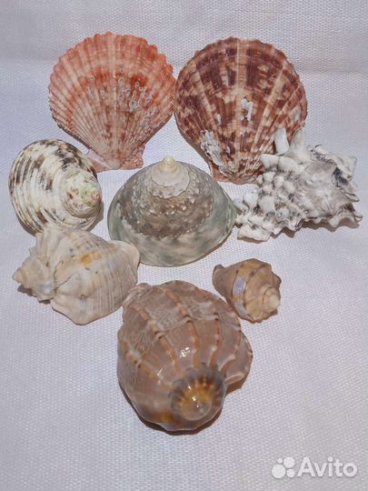 Морские ракушки коллекция
