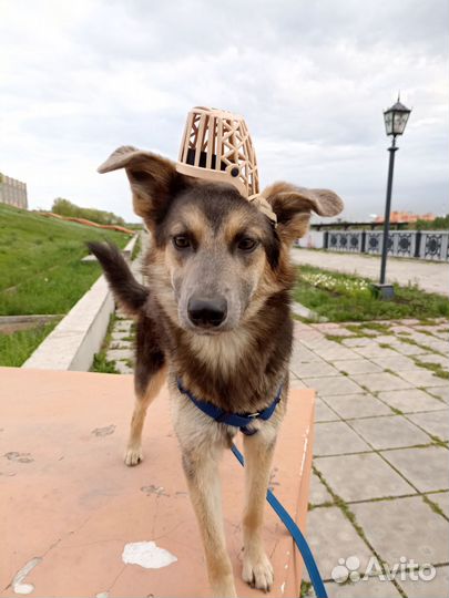 Собака ищет дом