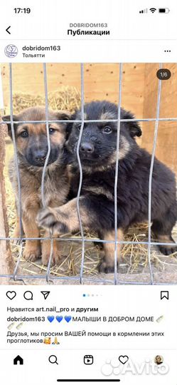 Щенки в добрые руки