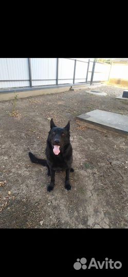 Вязка самец Восточно-европейская овчарка