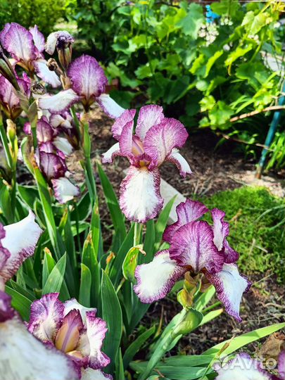 Ирисы
