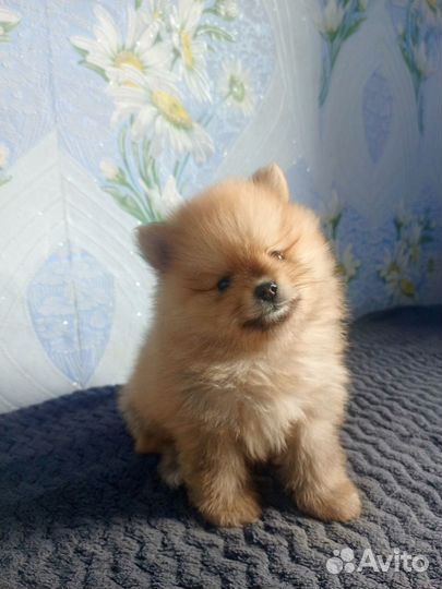 Померанский щпиц мини