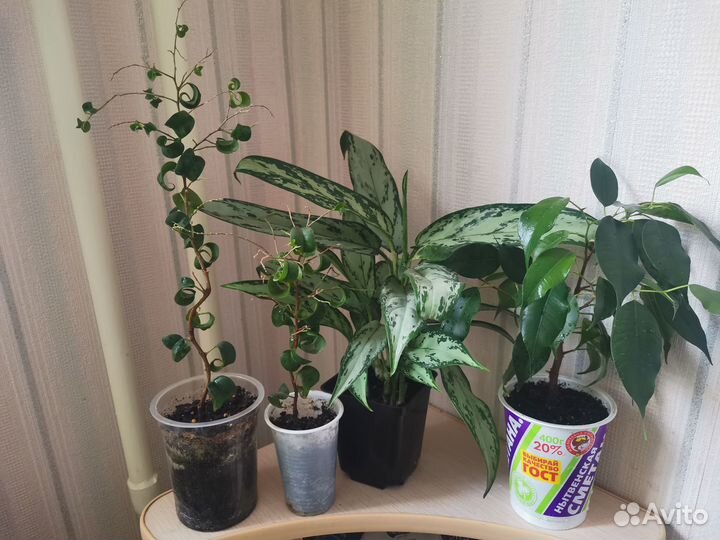 Фикус, калатея