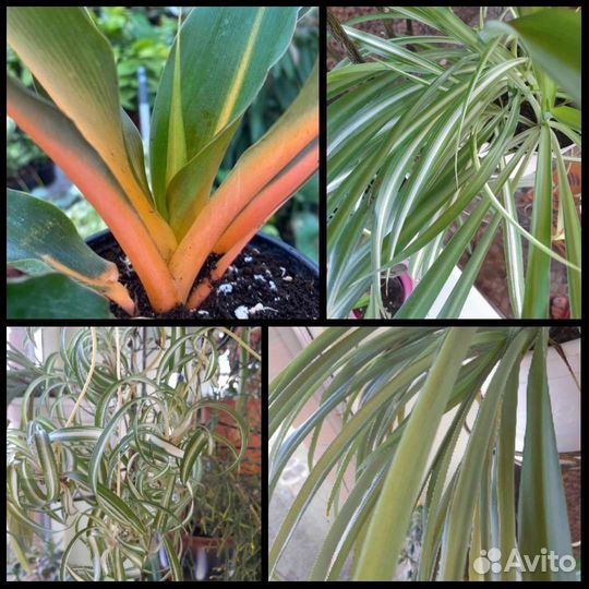 Хлорофитум