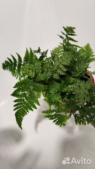 Папоротник комнатный