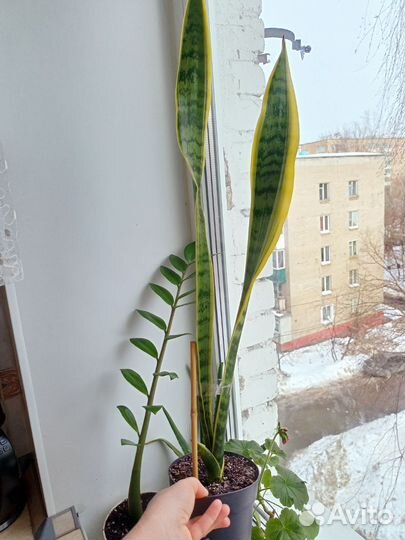 Сансевиерия Лауренти/ щучий хвост/ тёщин язык
