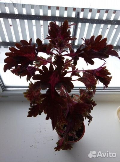 Колеусы сортовые