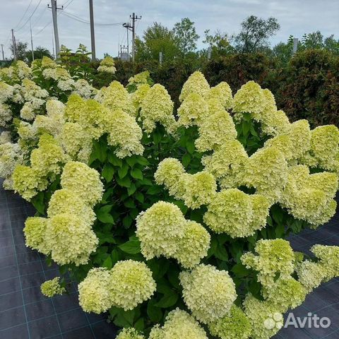 Метельчатая гортензия Limelight 5 лет