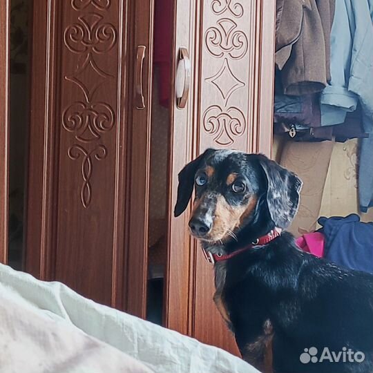 Вязка кобель такса