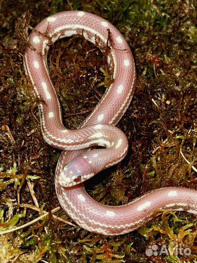 Эублефар, бананоед, птицеед. террариумы на заказ