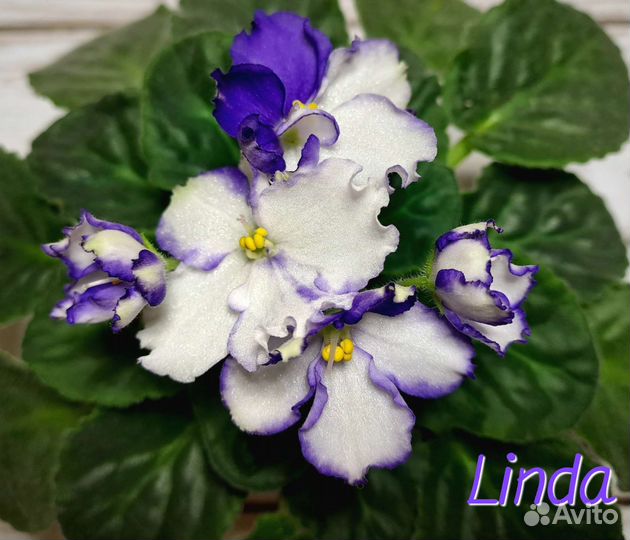 Сортовые фиалки