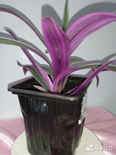 Традесканция Рео, Цветок Мирт