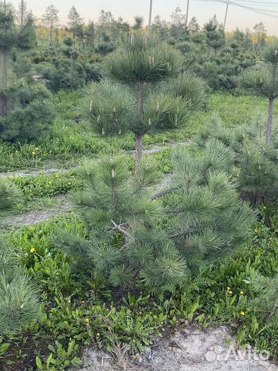 Сосна чёрная. 1,5-2 м