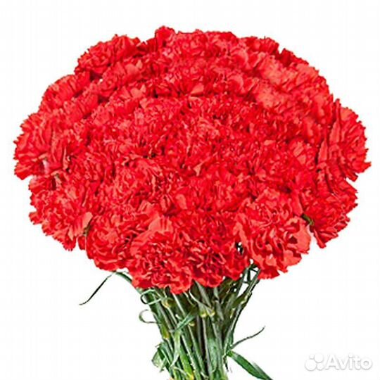 Гвоздики красные 100 штук букет, оптом