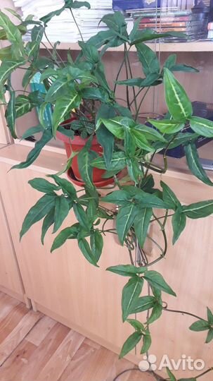 Цветы с фиолетовыми листьями и другие