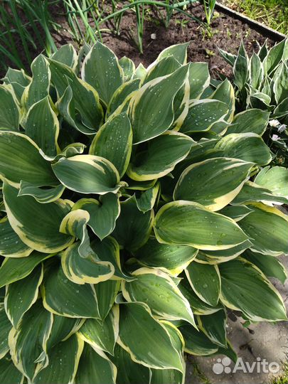 Продам хосты