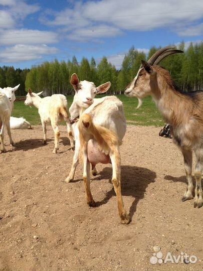 Козье и коровье молоко цельное натуральное сырое