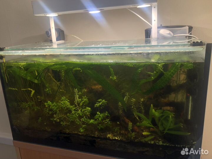 Аквариум 120л готовый живой (тип голландский)