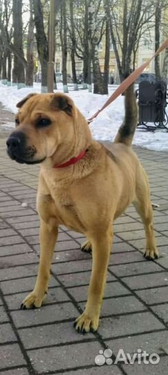 А Л Ь М Априучена к выгулу/охранница/знает команды