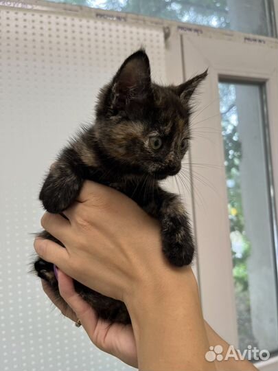 Кошка в дар