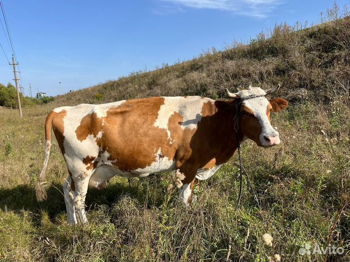 Корова дойная