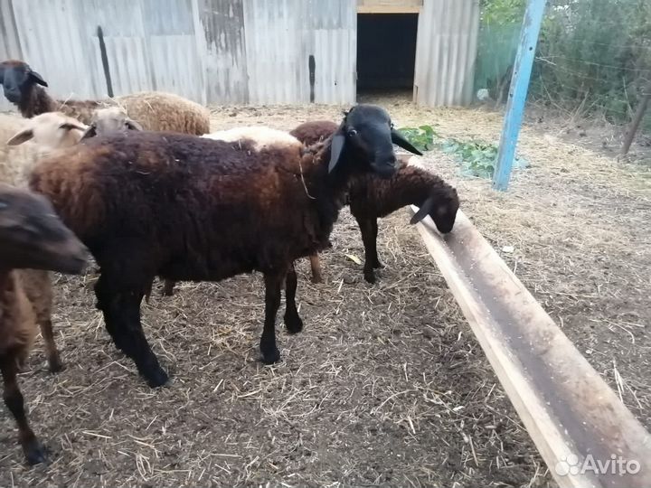 Продам чистокровного баранчика