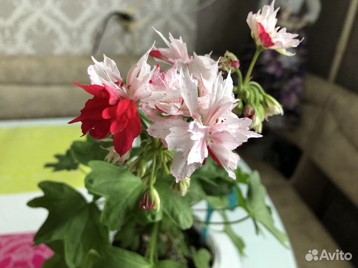 Пеларгония герань