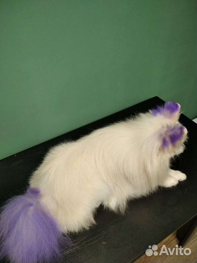 Грумер стрижка собак