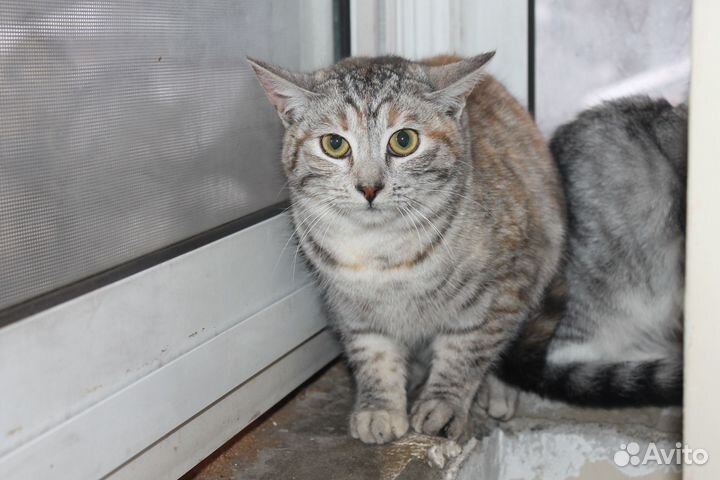 Неручная Виолетта: шанс не умереть