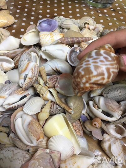 Морские ракушки раковины