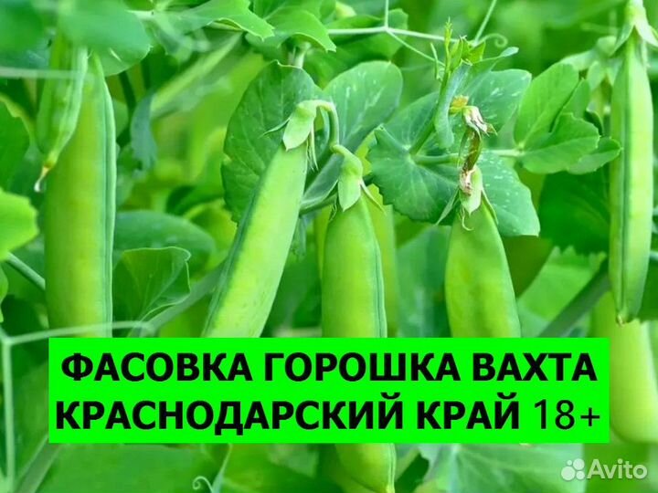 Фасовщик горошка вахта Краснодарский край