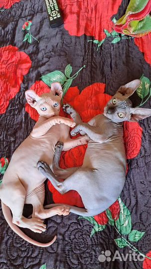 Котята сфинксы Канадский и Эльф