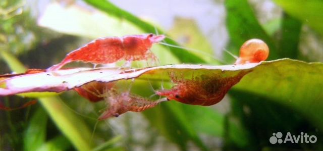 Креветки вишни самцы и самки. Аквариумные креветки амано. Спаривание креветок. Креветка черри с икрой. Аквариумные креветки амано.