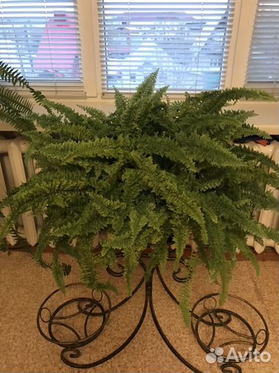 Папоротник