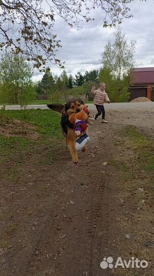 Собака в добрые руки