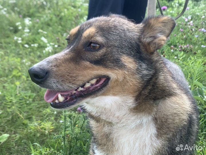 Собака в добрые руки отдам бесплатно