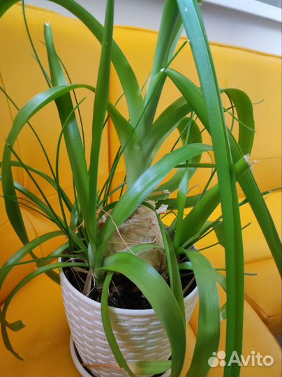 Индийский (китайский) лук отдам