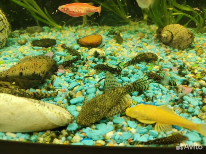 Анциструс сом