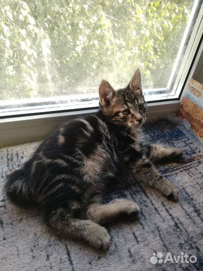 Котята дикого окраса. Курильские бобтейлы