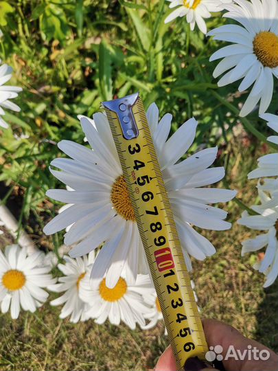 Лилейник Руби спайдер крупный бархатный красавец