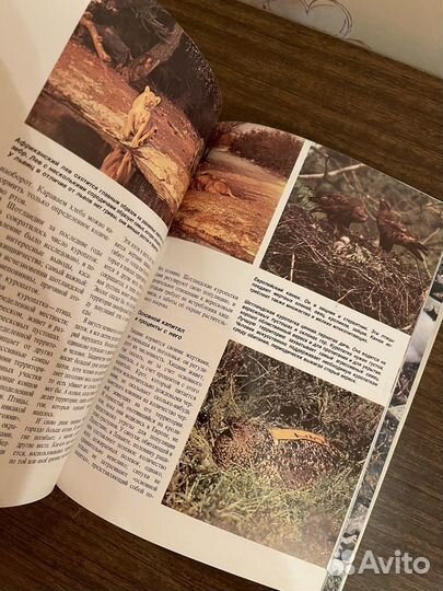 Пути природы. Дэвид Стефен и Джеймс Локи. 1979