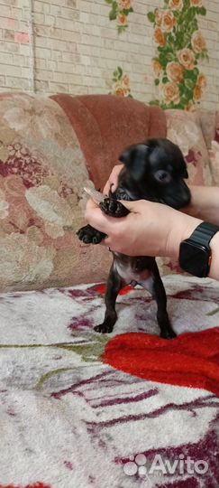 Щенки Американского Питбультера