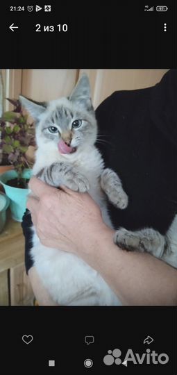 Отдам в добрые руки