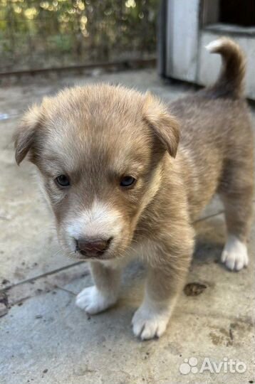 Помесь хаски