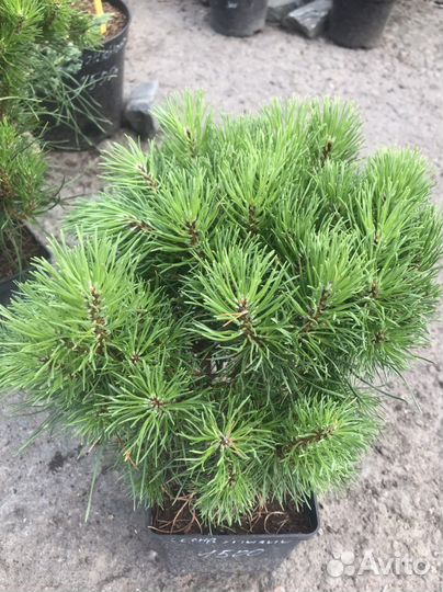 Сосна горная пумилио